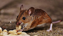 24 Hour & Emergency Exterminators in Port Jefferson, OH